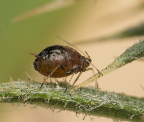 Plum-thistle Aphid photo 2