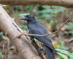 Corvus kubaryi