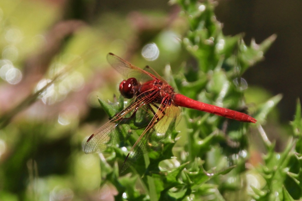 Cardinal Meadowhawk from San Diego County, CA, USA on April 28, 2018 at ...