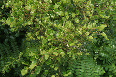 Tara vesicaria, photograph Henggang Cui, CC0, iNaturalist via GBIF