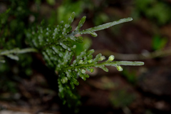 Hymenophyllum caudiculatum