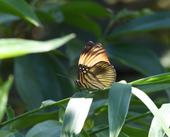 Adelpha melanthe