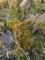 Drepanocladus