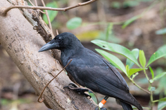 Corvus kubaryi