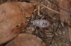 Molchina compressicornis