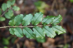 Ligustrum sinense