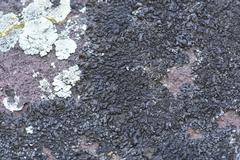 Montanelia disjuncta