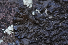 Montanelia disjuncta