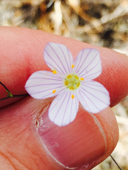 Leptosiphon liniflorus