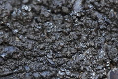 Montanelia disjuncta