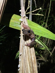 Osteocephalus verruciger