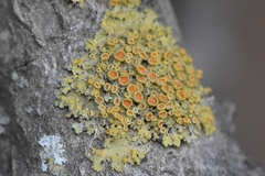 Xanthomendoza montana