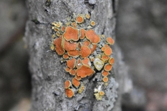 Xanthomendoza montana