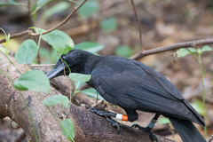 Corvus kubaryi