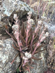 Dudleya abramsii