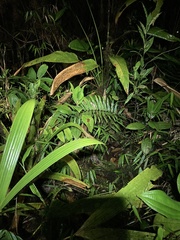 Osteocephalus verruciger