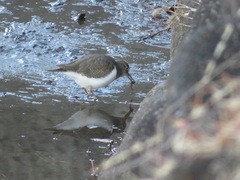 Actitis hypoleucos