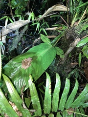 Osteocephalus verruciger