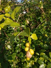 Gmelina philippensis