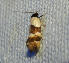 Euphiltra eroticella