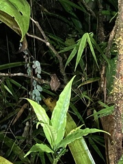 Osteocephalus verruciger