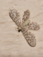 Nallachius americanus