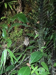 Osteocephalus verruciger