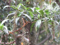 Escallonia pendula