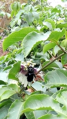 Neoxylocopa