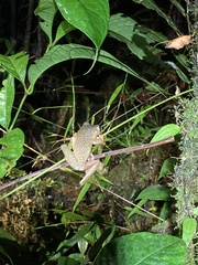 Osteocephalus verruciger