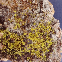 Acarospora chrysops