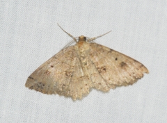 Melanolophia signataria