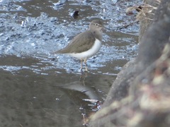 Actitis hypoleucos