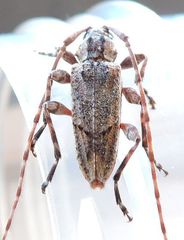 Trichocanonura linearis