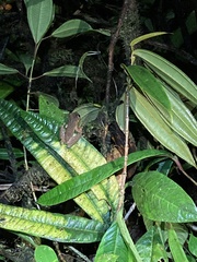 Osteocephalus verruciger