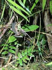 Osteocephalus verruciger