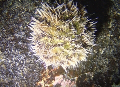 Tripneustes ventricosus