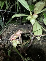 Osteocephalus verruciger