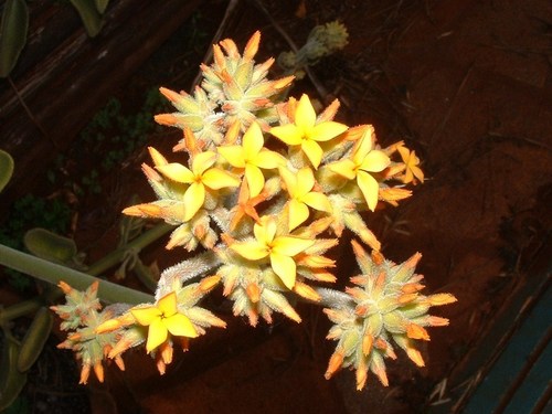 Kalanchoe lanceolata image