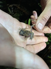 Osteocephalus verruciger