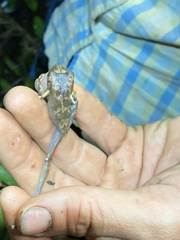 Osteocephalus verruciger