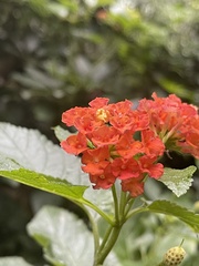 Lantana camara