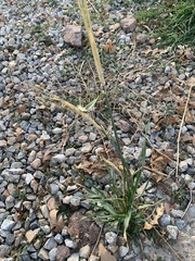 Helictotrichon sempervirens