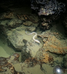 Proteus anguinus anguinus
