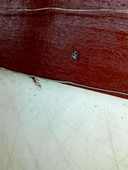 Salticinae