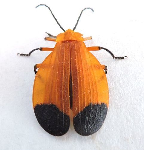 Arizona Net-winged Beetle photo 2