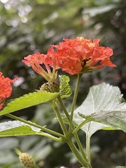 Lantana camara
