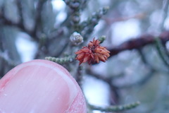 Oligotrophus juniperi