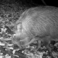 Sus scrofa leucomystax