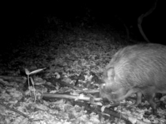 Sus scrofa leucomystax